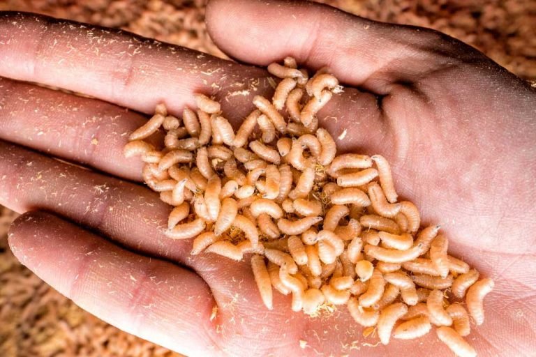 How to Kill Maggots, 8 Home Remedies for Maggots - Healthicu