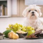 fruits for dog